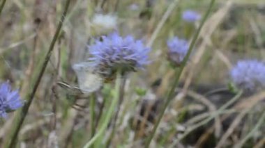 Alandaki örümcek ağını kapat