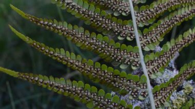 Bitkinin yeşil yaprakları yakın çekim