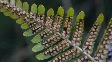 Bitkinin yeşil yaprakları yakın çekim