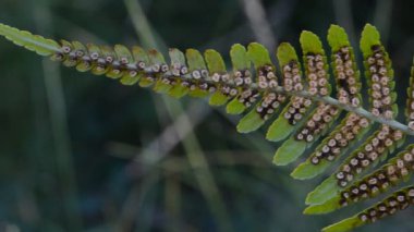 Bitkinin yeşil yaprakları yakın çekim