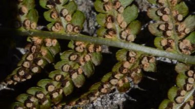 Bitkinin yeşil yaprakları yakın çekim