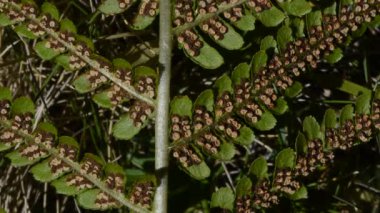Bitkinin yeşil yaprakları yakın çekim
