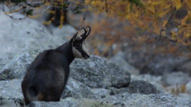 Dağ tepesinde vahşi keçi