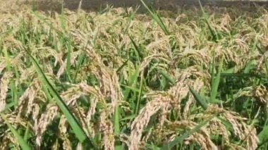 pirinç, çeltik tarlalarında pirinç yetiştirme, Oryza sativa, Magenta, Milano, İtalya, bitkiler, mısır gevrekleri, çeltik tarlaları, 