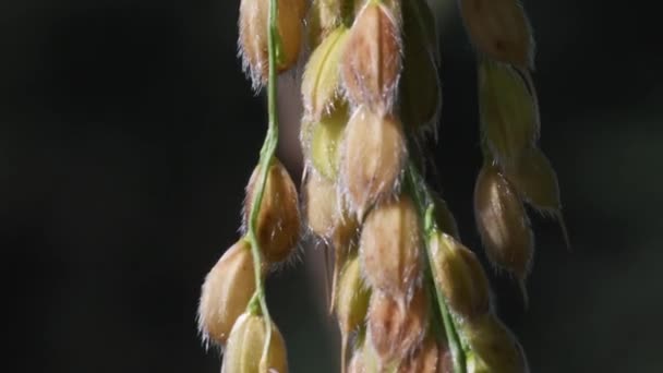 Ris Risodling Paddyfält Oryza Sativa Magenta Milano Italien Växter Spannmål — Stockvideo