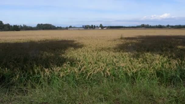 Ryż Uprawa Ryżu Polach Ryżowych Oryza Sativa Magenta Mediolan Włochy — Wideo stockowe