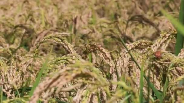 Ris Risodling Paddyfält Oryza Sativa Magenta Milano Italien Växter Spannmål — Stockvideo