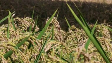 pirinç, çeltik tarlalarında pirinç yetiştirme, Oryza sativa, Magenta, Milano, İtalya, bitkiler, mısır gevrekleri, çeltik tarlaları, 