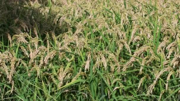 Ryż Uprawa Ryżu Polach Ryżowych Oryza Sativa Magenta Mediolan Włochy — Wideo stockowe