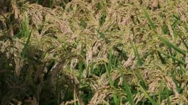 pirinç, çeltik tarlalarında pirinç yetiştirme, Oryza sativa, Magenta, Milano, İtalya, bitkiler, mısır gevrekleri, çeltik tarlaları, 