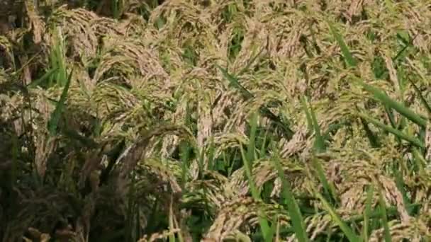 Pirinç Çeltik Tarlalarında Pirinç Yetiştirme Oryza Sativa Magenta Milano Talya — Stok video