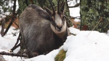  CHAMIOS, Ripicapra rupicapra, yemek, kar, alpler, Gran Paradiso Ulusal Parkı, İtalya.