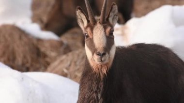  CHAMIOS, Ripicapra rupicapra, yemek, kar, alpler, Gran Paradiso Ulusal Parkı, İtalya.