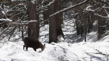  CHAMIOS, Ripicapra rupicapra, yemek, kar, alpler, Gran Paradiso Ulusal Parkı, İtalya.