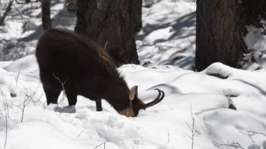  CHAMIOS, Ripicapra rupicapra, yemek, kar, alpler, Gran Paradiso Ulusal Parkı, İtalya.