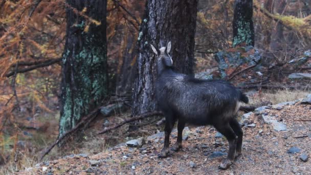 Chamois Gran Paradiso Nationaal Park Italië — Stockvideo