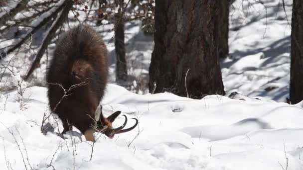 Chamios Ripicapra Rupicapra Snow Alpy Národní Park Gran Paradiso Itálie — Stock video