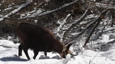  CHAMIOS, Ripicapra rupicapra, yemek, kar, alpler, Gran Paradiso Ulusal Parkı, İtalya.