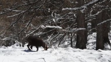  CHAMIOS, Ripicapra rupicapra, yemek, kar, alpler, Gran Paradiso Ulusal Parkı, İtalya.