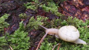 Alpe Grande 'de yeşil yosun üzerinde salyangoz, Valle d' êvi, Dağ, İtalya