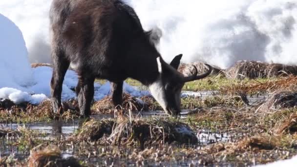 Chamois Mange Des Légumes Dans Tourbière Hiver Alpes Parc National — Video