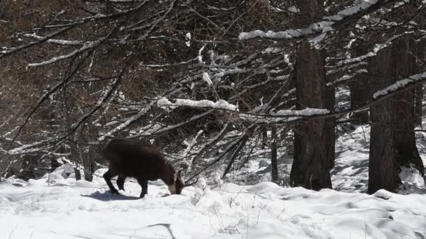 Chamios Ripicapra Rupicapra Come Snow Alpes Gran Paradiso National Park — Vídeo de Stock