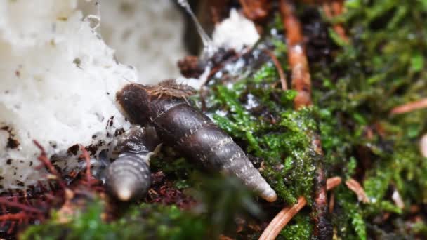 Colembola Spring Tail Papillifera Bidens Gasteropoda Mushroom Alpe Grande Valle — 图库视频影像