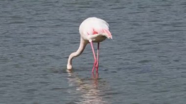 Flamingo gölde veya nehir suyunda