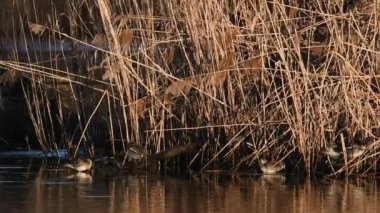 İtalya 'da Ticino Nehri Ulusal Parkı' nda kışın ördek ve gölet 