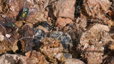 Bok böceği, Geotrupidae, böcekler, Coleoptera, dünya sıkıcı bok böcekleri.,