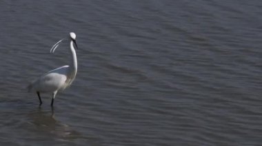  Egretta Garzetta, küçük beyaz balıkçıl, Camargue, FRANCE, kuş, bataklık, balıkçıl.,  