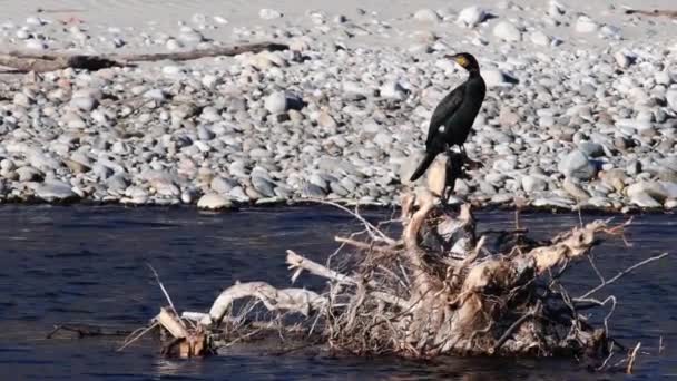 Cormorant Zimě Národní Park Ticino River Itálie — Stock video