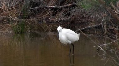  Egretta Garzetta, küçük beyaz balıkçıl, Camargue, FRANCE, kuş, bataklık, balıkçıl.,  