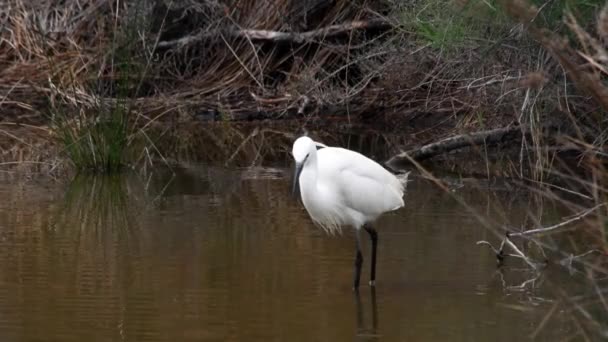 Egretta Garzetta Kleine Witte Reiger Camargue Frankrijk Vogel Moeras Reiger — Stockvideo