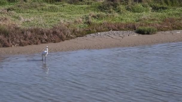 Egretta Garzetta Kleiner Silberreiher Camargue Frankreich Vogel Sumpf Moor Reiher — Stockvideo