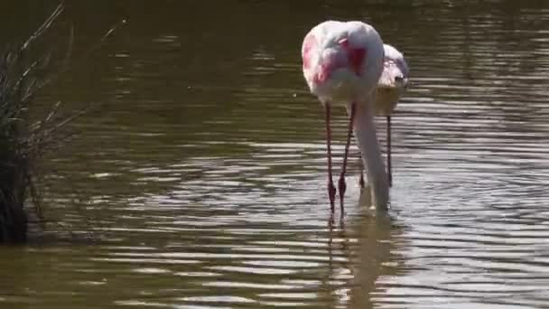 Flamingó Nagyobb Flamingó Phoenicopterus Roseus Fürödni Madár Iucn Vörös Lista — Stock videók