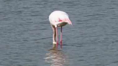 Phoenicopterus grubu, büyük flamingo, Phoenicopterus gülü, yürüyen kuş, büyük flamingo, yürüyen kuş, IUCN Kırmızı Listesi, Camarge, Fransa