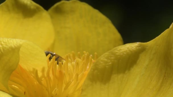 Polinización Entomófila Trollius Europaeus European Mosca Iolinización Globeflower Globe Flower — Vídeo de stock