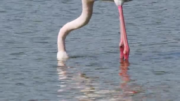 Phoenicopterus Group Greater Flamingo Phoenicopterus Roseus Walking Bird Greater Flamingo — 图库视频影像