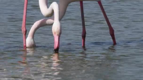 Phoenicopterus Group Greater Flamingo Phoenicopterus Roseus Walking Bird Greater Flamingo — стокове відео