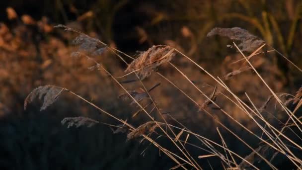 Caña Común Phragmites Auustralis Invierno Parque Nacional Del Río Ticino — Vídeos de Stock