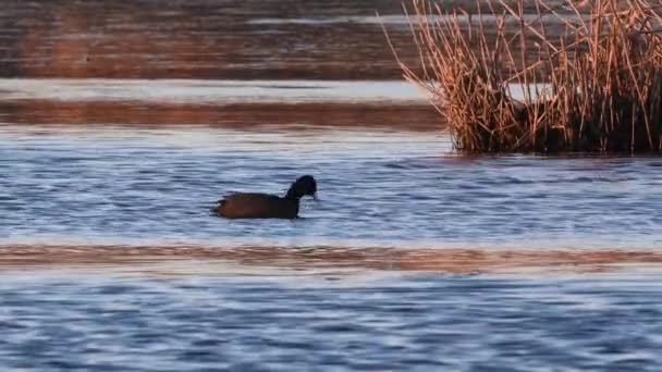 Patos Estanque Invierno Parque Nacional Del Río Ticino Italia — Vídeos de Stock