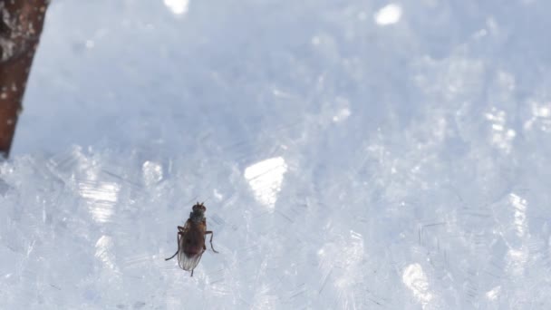 Vliegen Sneeuw Winter Nationaal Park Gran Paradiso Alpen Italië Insect — Stockvideo