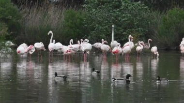 Phoenicopterus grubu, büyük flamingo, Phoenicopterus gülü, yürüyen kuş, büyük flamingo, yürüyen kuş, IUCN Kırmızı Listesi, Camarge, Fransa