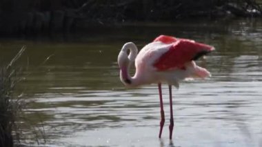 Phoenicopterus grubu, büyük flamingo, Phoenicopterus gülü, yürüyen kuş, büyük flamingo, yürüyen kuş, IUCN Kırmızı Listesi, Camarge, Fransa