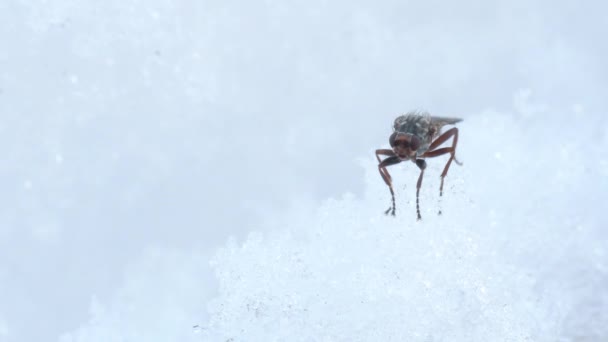 Moucha Sněhu Zima Národní Park Gran Paradiso Alpy Itálie Hmyz — Stock video