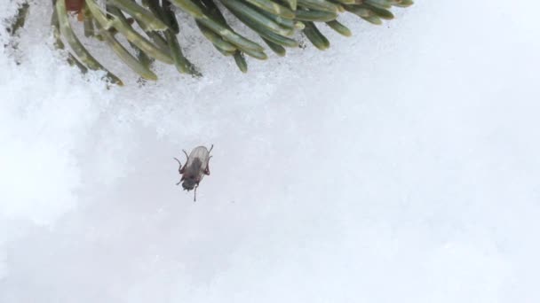 Moucha Sněhu Zima Národní Park Gran Paradiso Alpy Itálie Hmyz — Stock video