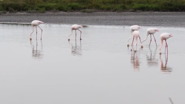 Skupina Phoenicopterus Větší Flamingo Phoenicopterus Roseus Chůze Pták Větší Flamingo — Stock video