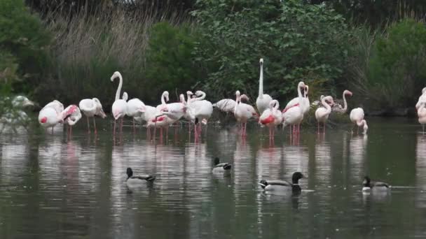 Phoenicopterus Grupp Större Flamingo Phoenicopterus Roseus Promenader Fågel Större Flamingo — Stockvideo