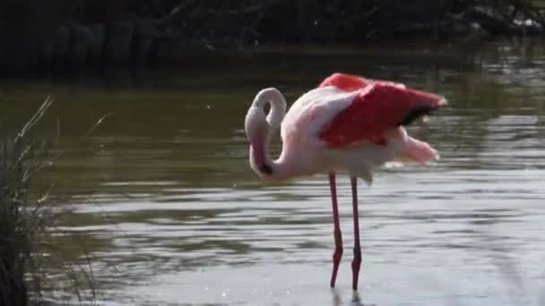 Phoenicopterus Group Μεγαλύτερο Φλαμίνγκο Phoenicopterus Roseus Περπάτημα Πουλί Μεγαλύτερο Φλαμίνγκο — Αρχείο Βίντεο